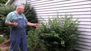 When to tackle overgrown shrub pruning although it's easy to focus on how to trim an overgrown shrub, when to prune is equally important. Trim Your Bushes Way Back Part 2 Youtube