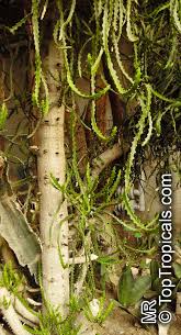 Image result for Euphorbia espinosa