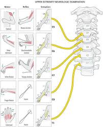 Dermatomes And Myotomes Upper Lower Limb Spine Health