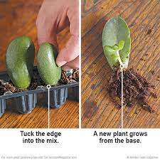 Free Succulents Rooting Succulents Is Simple With These Helpful Tips Jade Plant Growing Succulents Jade Plants Succulent Gardening