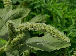 Image result for Amaranthus praetermissus