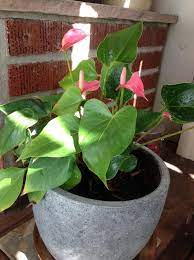Photo Of Flamingo Flower Anthurium Alabama Pink Uploaded By Englishgardener Flamingo Flower Anthurium Plants