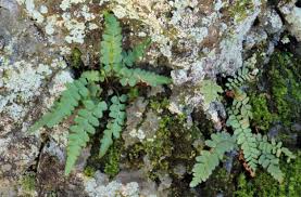 Image result for Asplenium preussii