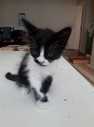 Ucretsiz Kedi Sahiplendirme Rehberi Suzionline