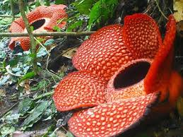 Corpse Flower Rafflesia Arnoldii Found Mainly In Low Lying Tropical Rainforests Of Indonesia This Is Amazon Rainforest Plants Rainforest Plants Big Flowers