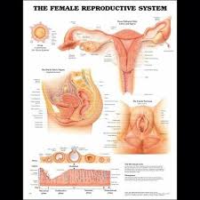 The Female Reproductive System Ob Anatomy Poster