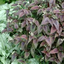 Image result for Persicaria