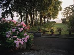 Check spelling or type a new query. 20 Best Plants For Shade 2021 Flowers That Grow In Shade