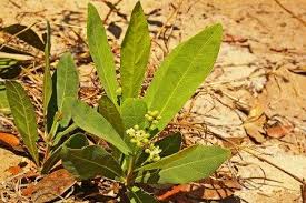Image result for Inhambanella henriquesii