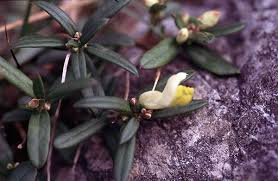 Image result for Polygala sphenoptera