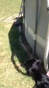 With so few reviews, your opinion of pet paradise resort too could be huge. The Ongoing Adventures Of Oscar And Jak Trenton Tx 2021