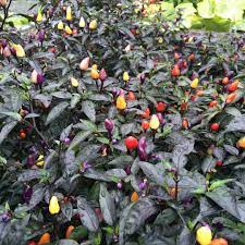 Flowering bolivian rainbow bonchi as a desktop plant. Bolivian Rainbow Bunte Chili Sehr Dekorative Chilli Regenbogen