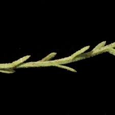 Image result for Erlangea