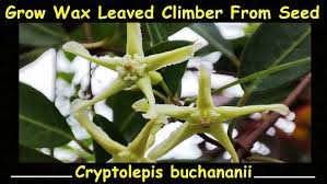 Image result for Cryptolepis