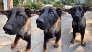 Gsd parents always want to know when do german shepherds' ears stand up, since, as puppies, these dogs have floppy ears. German Shepherd Puppy With Adorable Floppy Ears Like Yoda Melts Viewers Hearts Daily Star