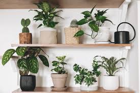 The One Thing You Re Probably Doing Wrong When Repotting Your Plant In 2020 Plants Houseplants Buy Plants
