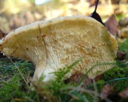 Image result for Hydnum repandum