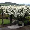 Clematis armandii (also called armand clematis or evergreen clematis) is a flowering climbing plant of the genus clematis. Https Encrypted Tbn0 Gstatic Com Images Q Tbn And9gcqhn8yam6sefayxjfbbgwl1anihsguozchyc8yf0vgeicts3qbw Usqp Cau