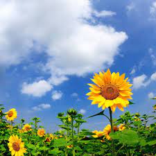 bluevelvet on twitter nature sunflower flowers