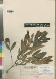 Image result for Landolphia landolphioides