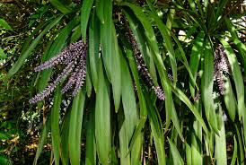 Image result for Cordyline stricta