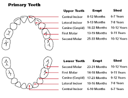 Baby And Toddler Teething Help Baby Teething Chart Baby