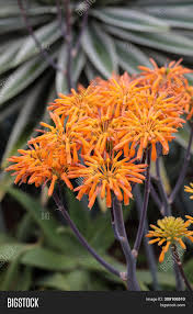 Yes this is clearly the succulent euphorbia milii. Aloe Plant Bloom Image Photo Free Trial Bigstock