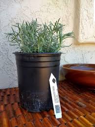 Maybe you would like to learn more about one of these? Help Young Potted Lavender Is Drooping Heavily Helpfulgardener Com