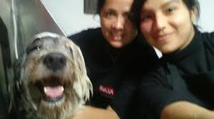 Terminamos el dia llenos de besos con un engreido super amoroso y super  tierno quedo feliz después de baño de silicona gracias por confianza Fabiola  Dominguez Pillaca gracias por ser una dog