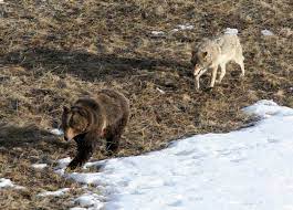 Grizzly & wolf discovery center west yellowstone, mt 59758. One Day Trip Grizzly Wolf Discovery Center Yellowstone Insider