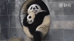 Sometimes You Just Need A Hug From A Friendhttps Gfycat Com Gifs Detail Defianthospitabledogfish Cuddling Gif Funny Animal Pictures Animated Animals