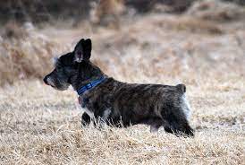 Top 25 Corgi Hybrids Dog Crossbreeds Corgi Mix Corgi Cross Breeds