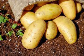 They can also develop green spots is they are exposed to direct light for an extended amount of time, in which case the green spot may be cut off and the rest of the potato may be used. How Long Do Potatoes Last In The Fridge Stale By Date
