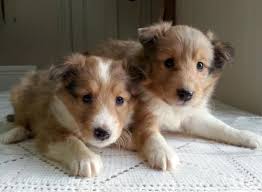 Sheltie blessings is an akc shetland sheepdog breeder, offering sheltie puppies for sale in and near ny & pa for years. 3 Beautiful Akc Registered Sheltie Puppies For Sale In Edgemere Massachusetts Classified Americanlisted Com