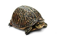 Image result for turtle