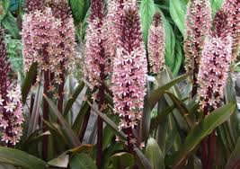 Image result for Eucomis