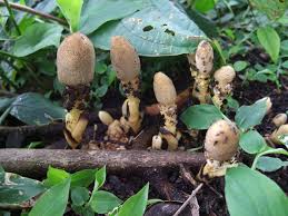 Image result for Fernandoa abbreviata