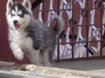 Their outgoing and agreeable personality make them a terrific dog all around as well as being ideal for sledding, therapy work and many other tasks. Siberian Husky Puppies For Sale Bangalore Huskys Club 1 13327 Dogs For Sale Price Of Puppies Dogspot In