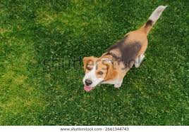 Image result for bígl