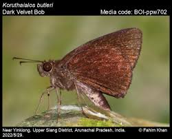 Image result for Bolusiella talbotii