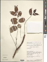 Image result for Phyllanthus polyspermus