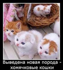 Смешные картинки котят с надписями &amp;mdash; подборка за Сентябрь