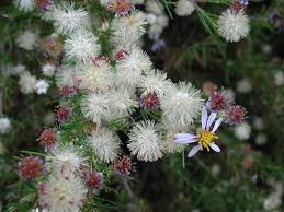 Image result for Felicia filifolia