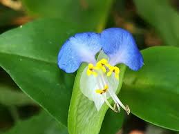 Image result for Commelina