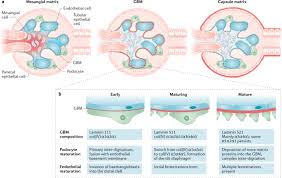 Последние твиты от basementtechnologies (@basementtechwny). Complexities Of The Glomerular Basement Membrane Nature Reviews Nephrology