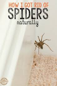 How to keep spiders from entering your home. How To Keep Spiders Away From Your House Natural Spider Repellant Cleaning Household Hacks