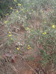 Image result for Psiadia punctulata
