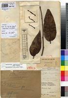 Image result for Tapinanthus dependens