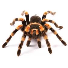 Tliltocatl (ex brachypelma) albopilosum / honduran curlyhair female. Mexican Redknee Tarantulas For Sale Brachypelma Smithi Petco