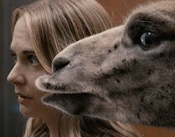 Drama Llama Humor Projects :: Photos, videos, logos, illustrations and  branding :: Behance